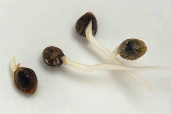 Ссылка кракен официальная тор