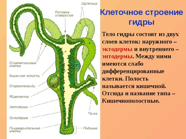 Ссылки тор браузер